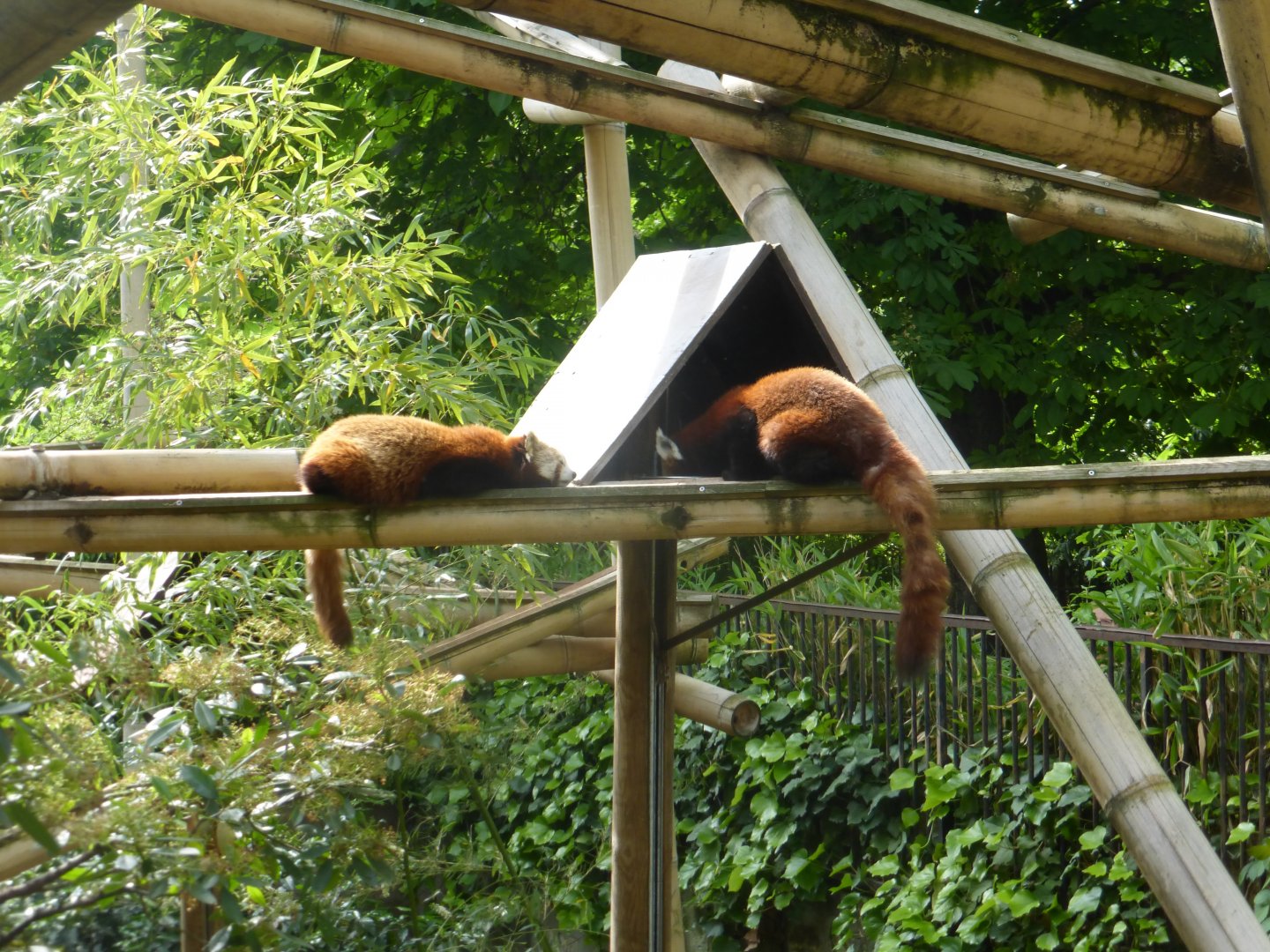 Red panda enclosure (old bear pit)