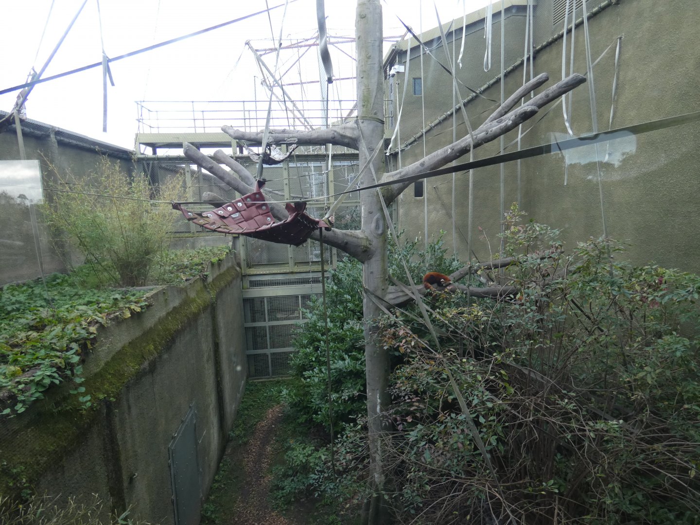 Red Panda enclosure (Realm of the red ape)