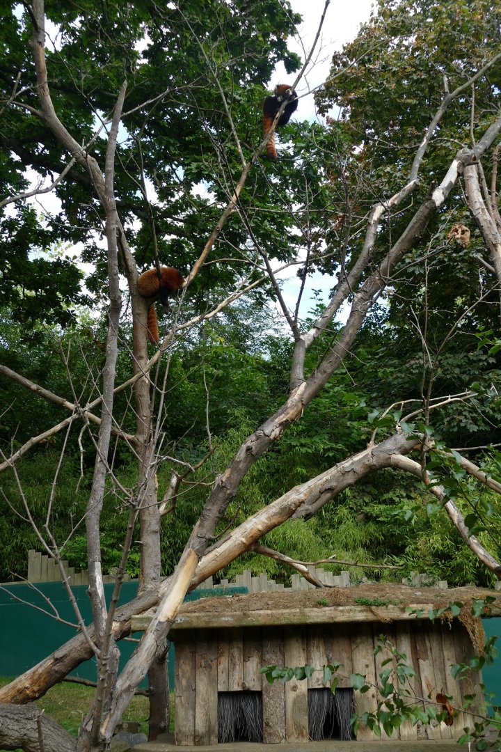 Red panda enclosure, September 2018