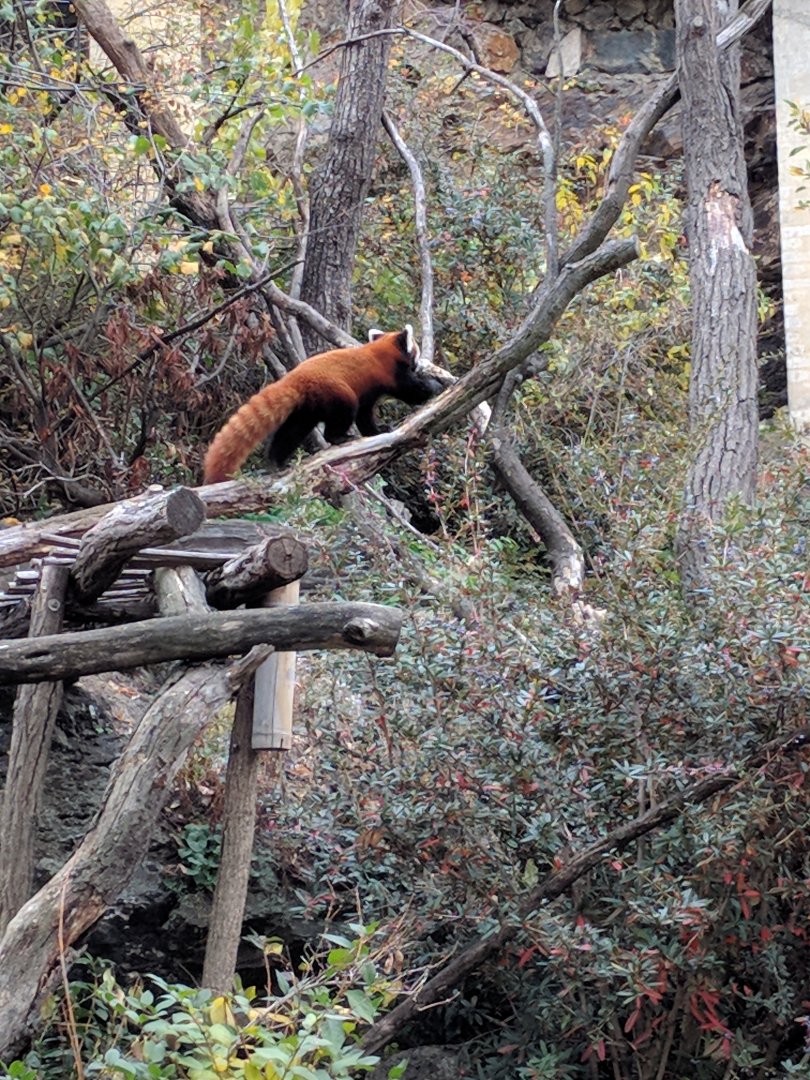 Red Panda Enclosure Zoo Praha 2018