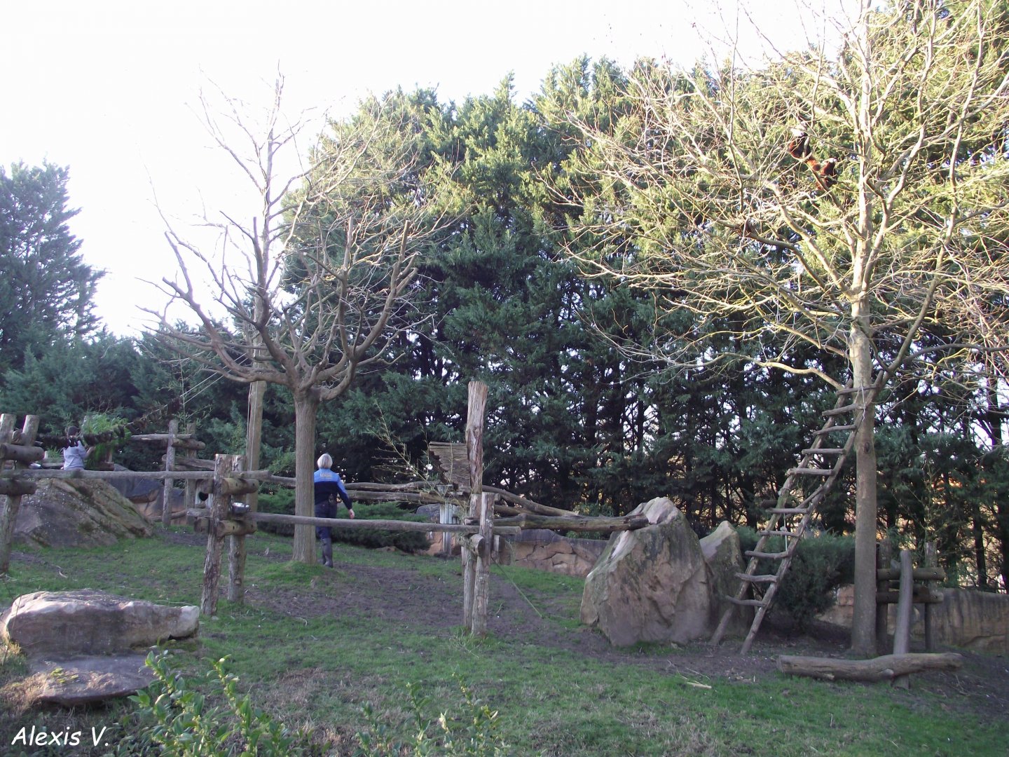 Red Panda Enclosure - Zooparc de Beauval - 01/2020