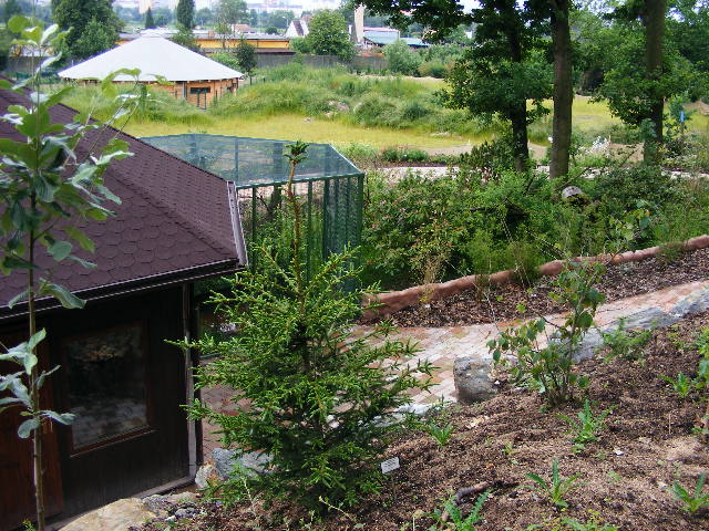 red panda enclosure
