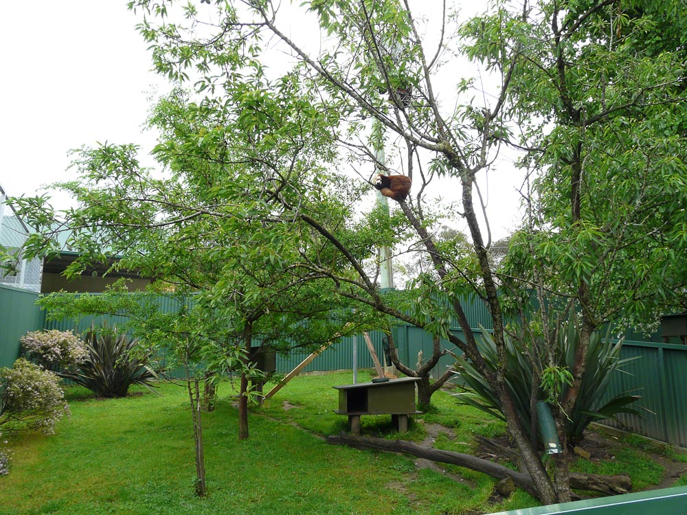 Red panda enclosure
