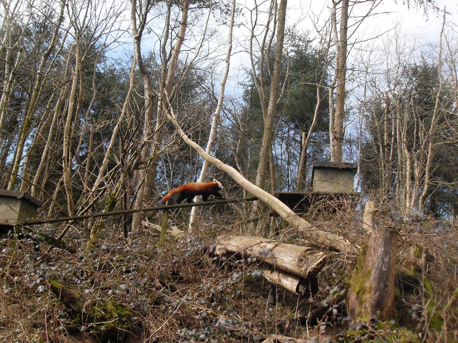 Red panda enclosure