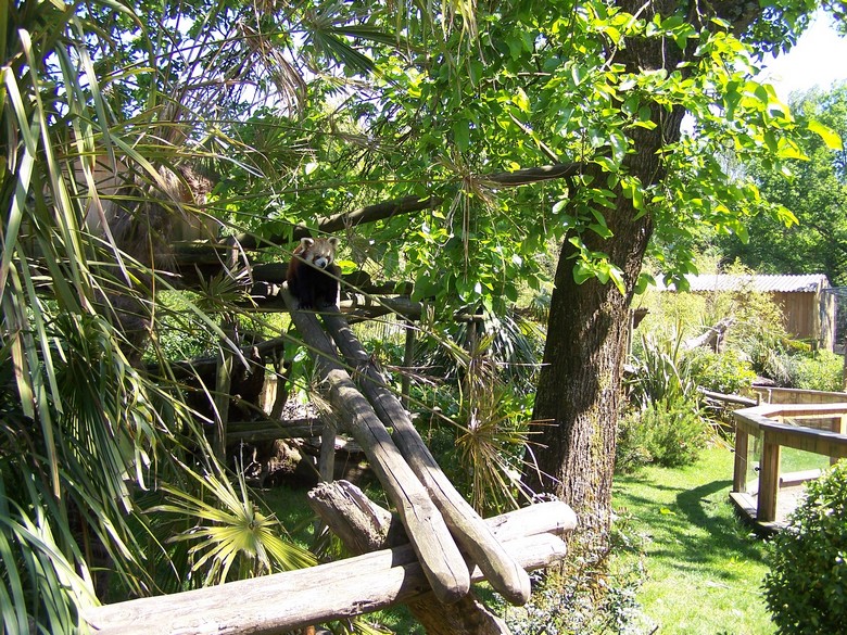 Red panda enclosure