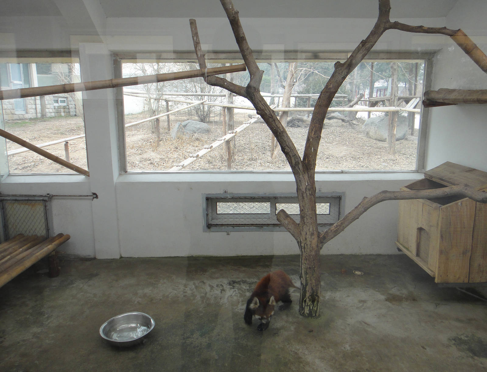 Red panda enclosure