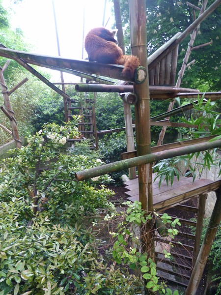Red panda enclosure