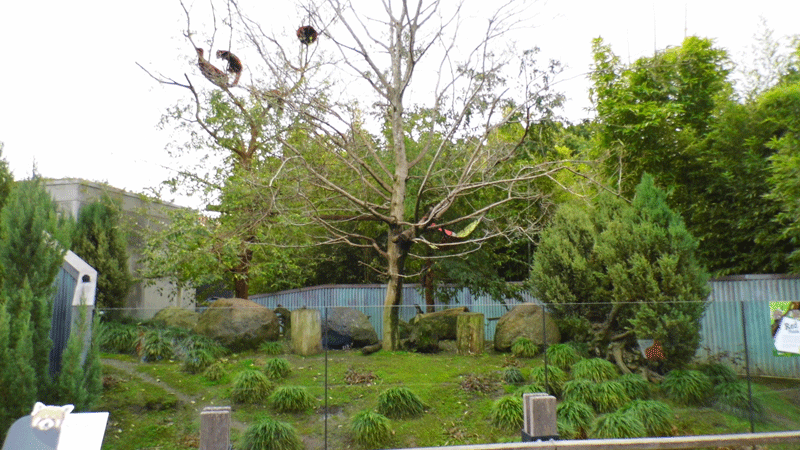 Red Panda Enclosure