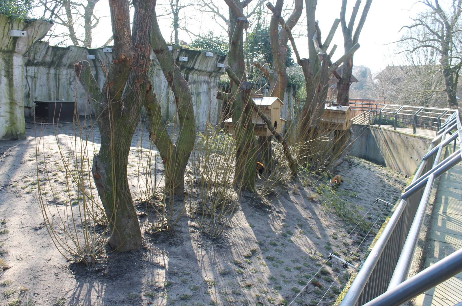 Red panda enclosure