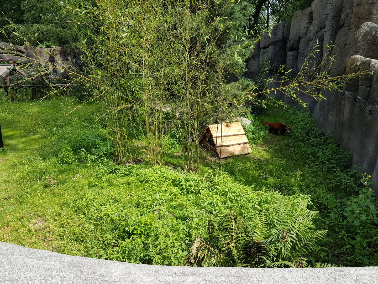 Red panda-enclosure