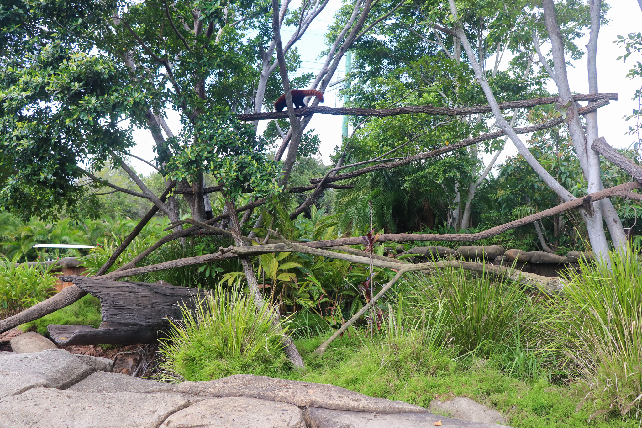 Red Panda Enclosure