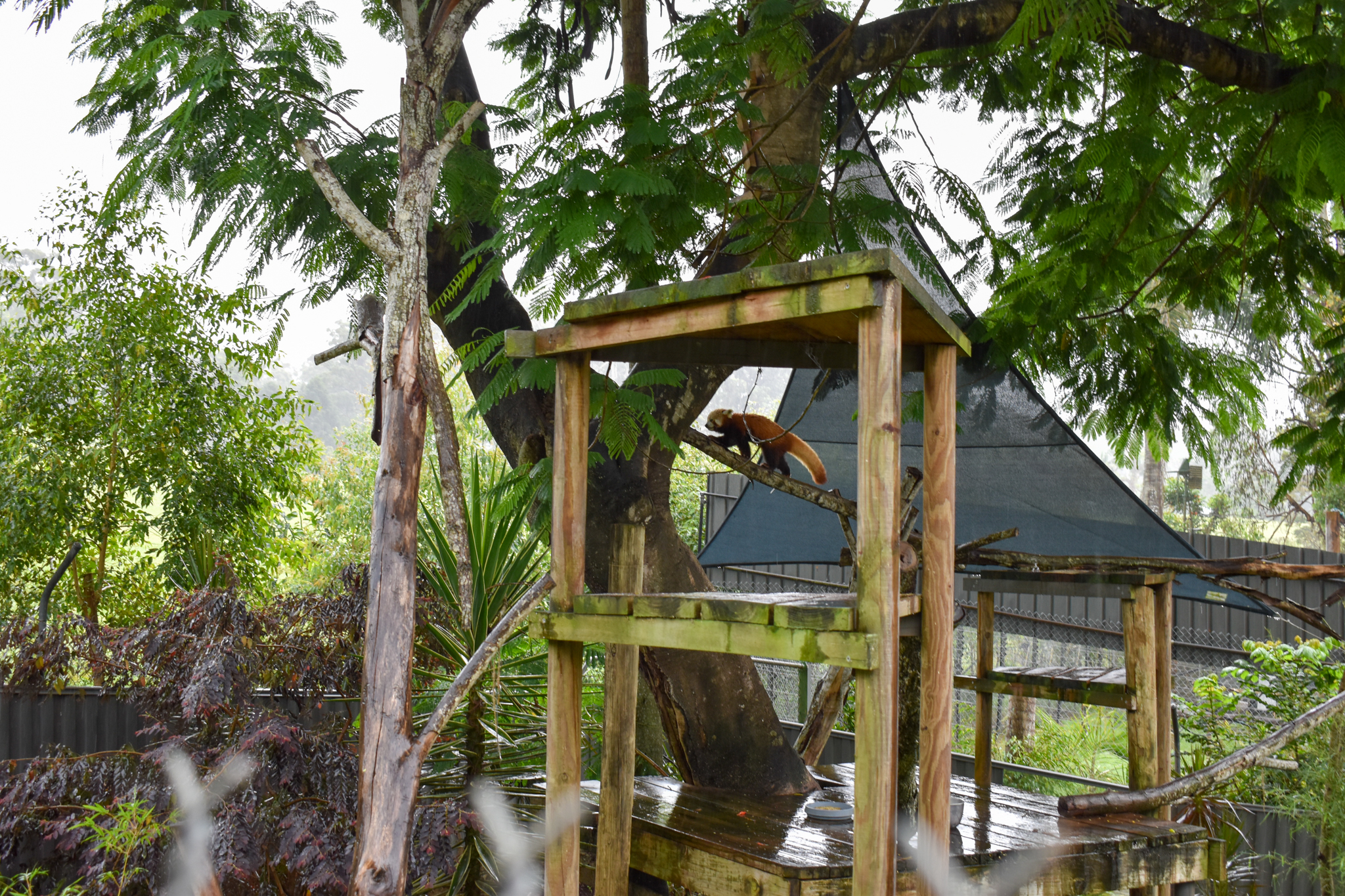 Red Panda Enclosure