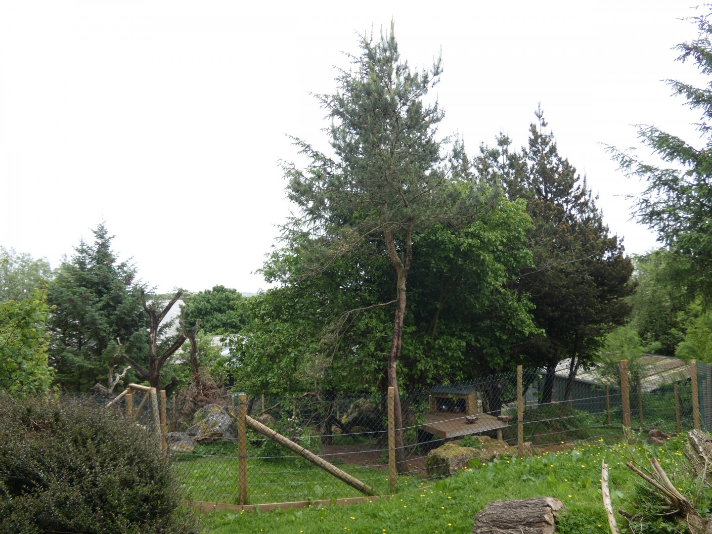 Red panda enclosure