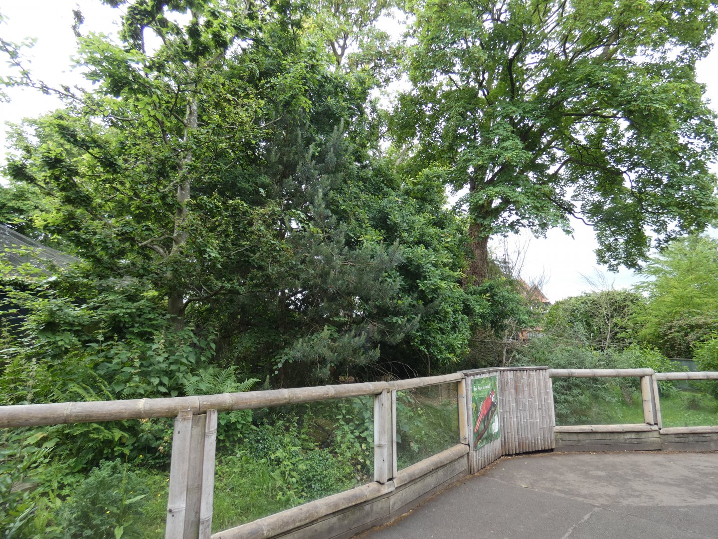 Red panda enclosure