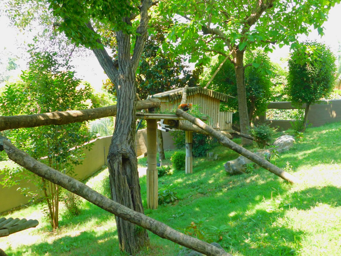 Red panda enclosure