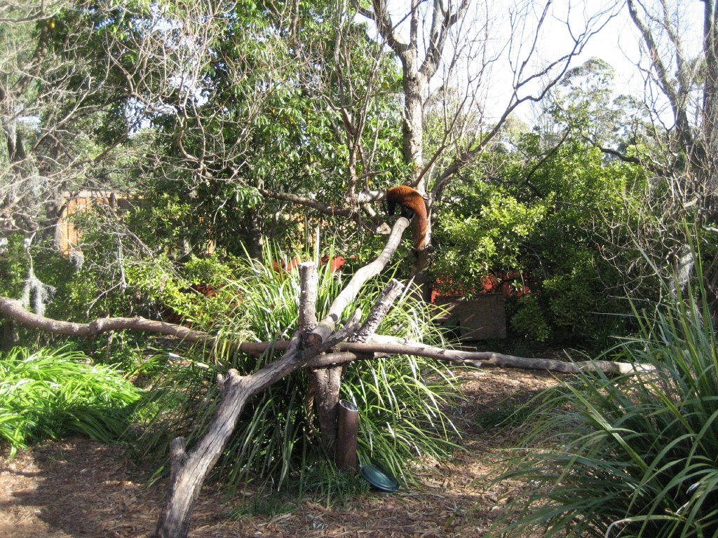 Red Panda enclosure