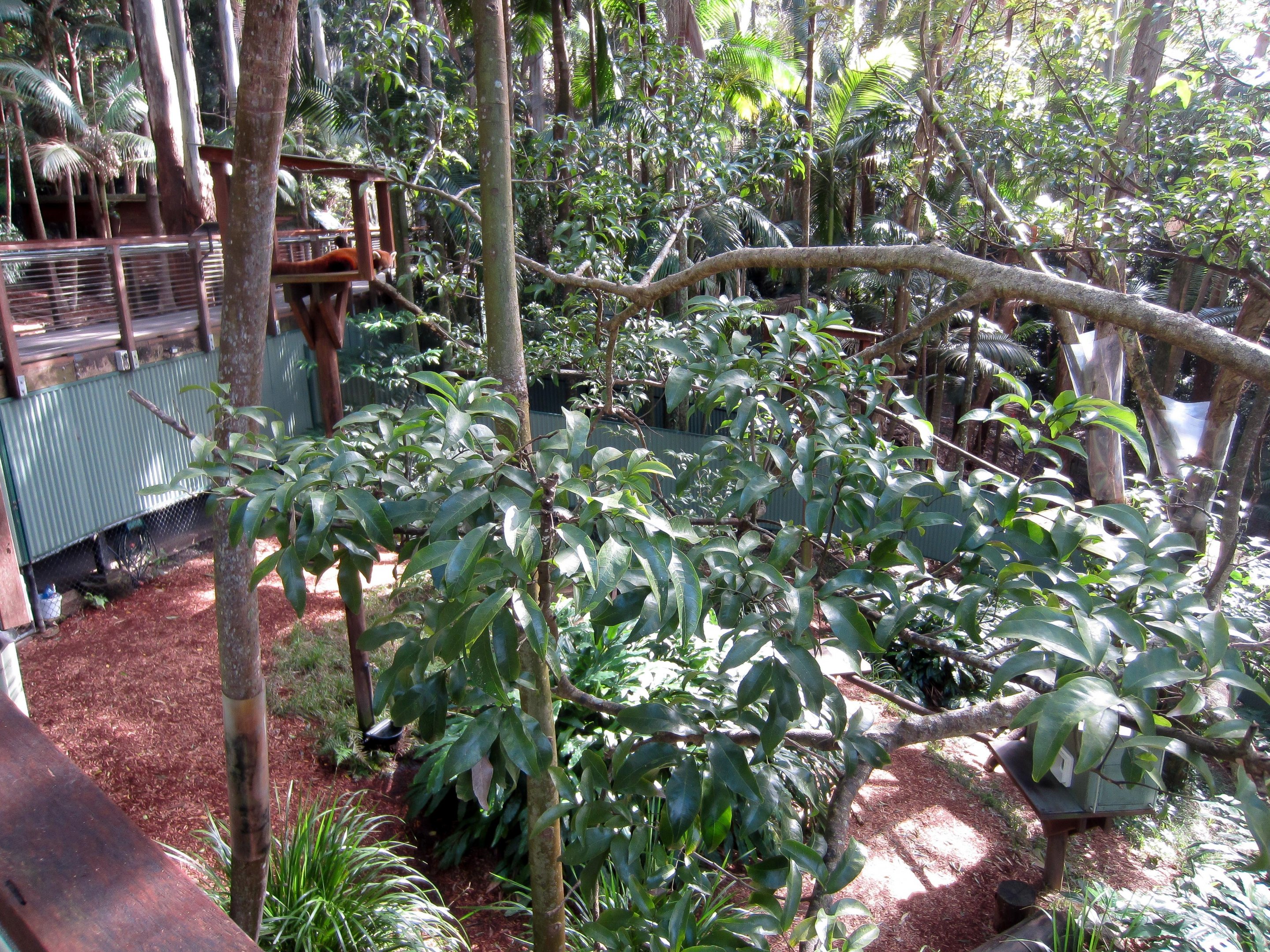 Red Panda enclosure
