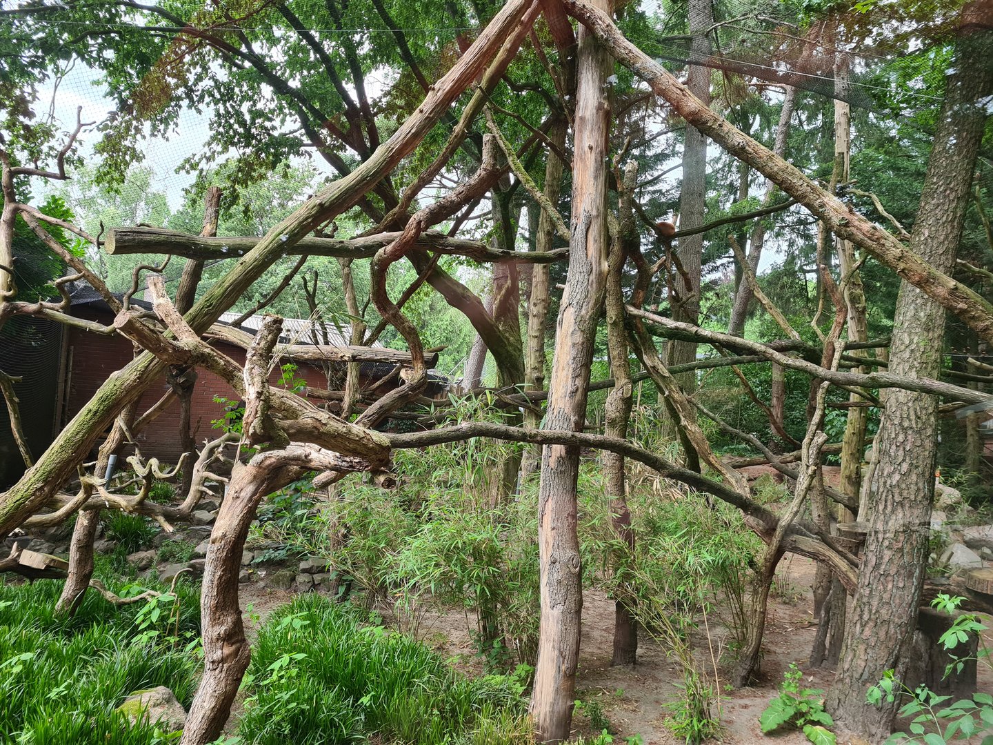 Red panda enclosure