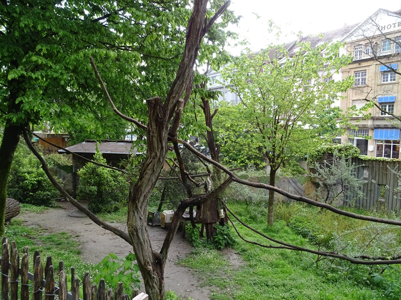 Red panda enclosure