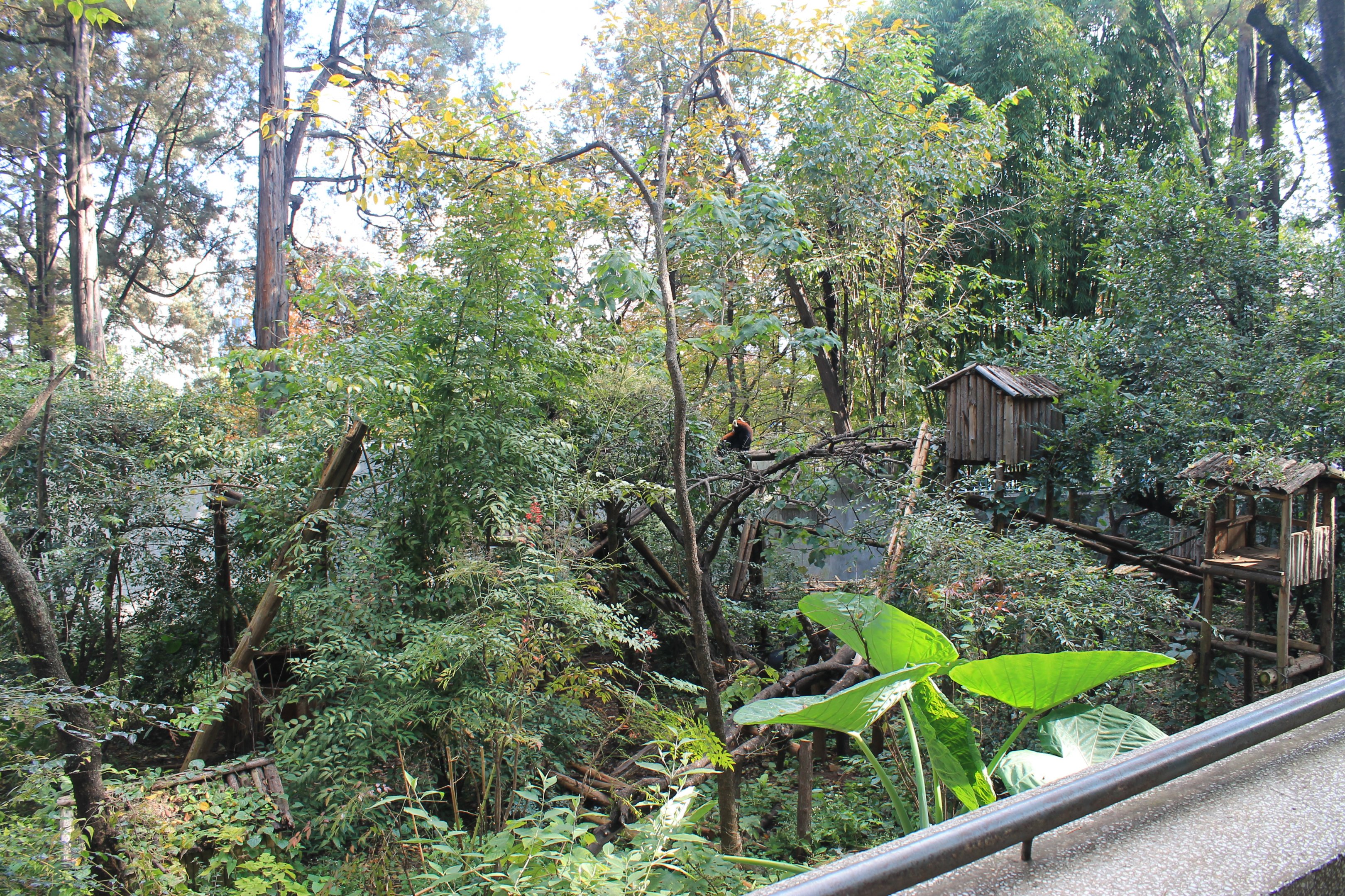 Red Panda enclosure