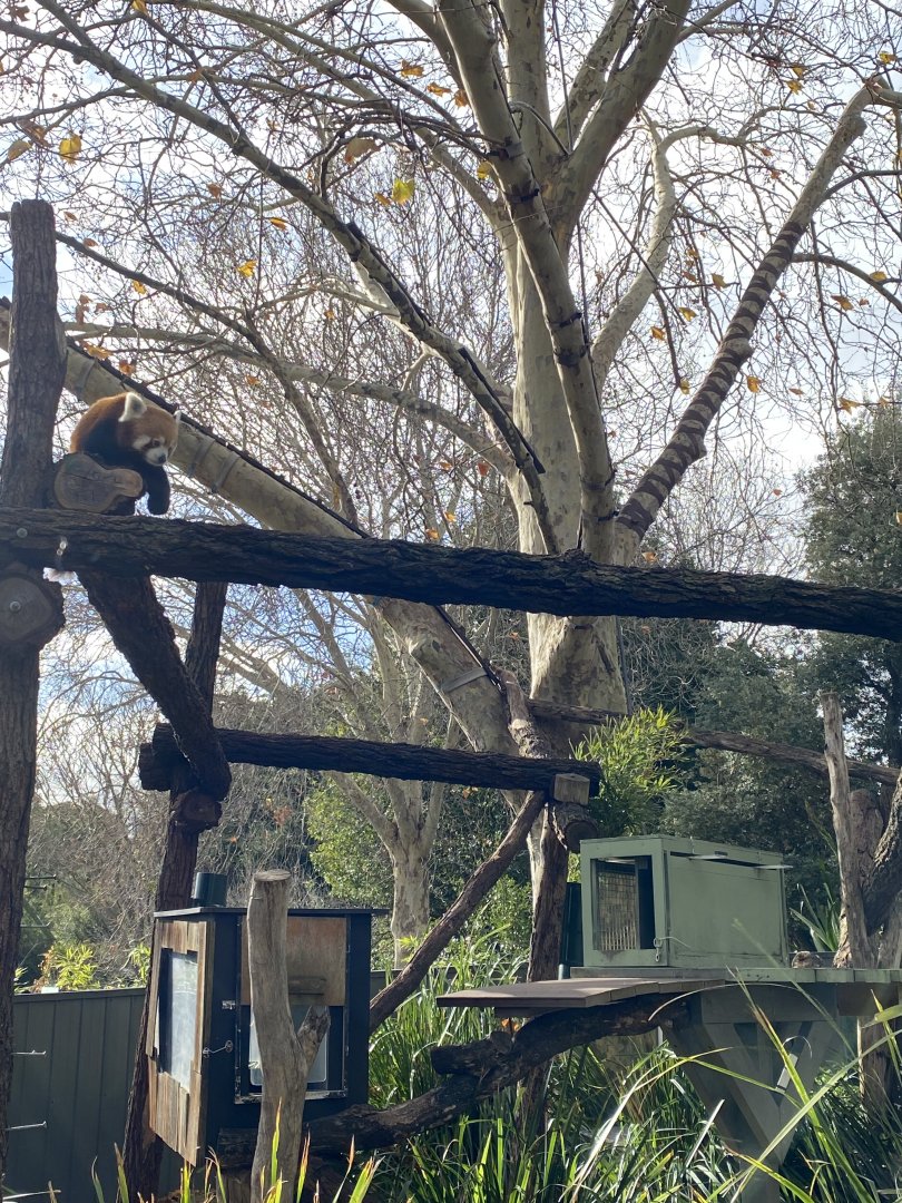 Red Panda Enclosure