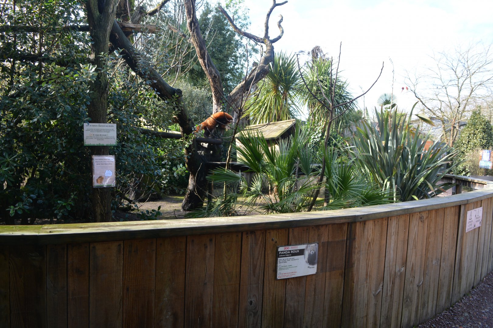 Red panda enclosure