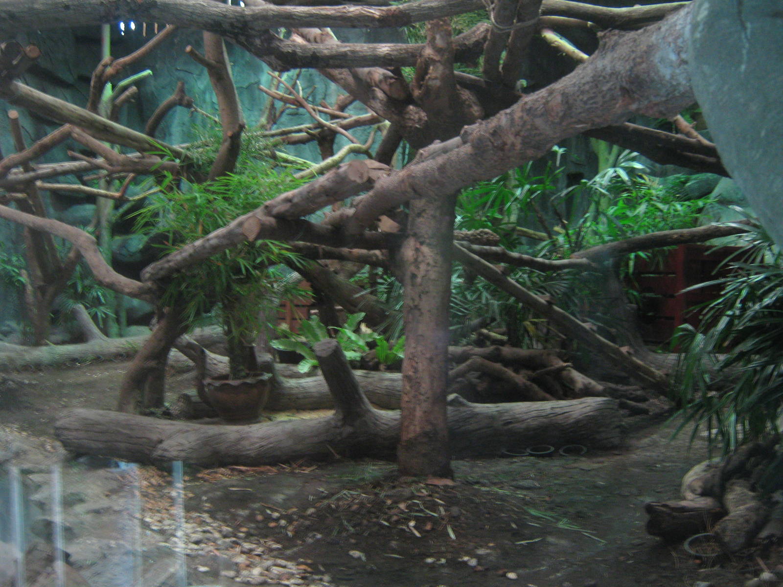 red panda enclosure