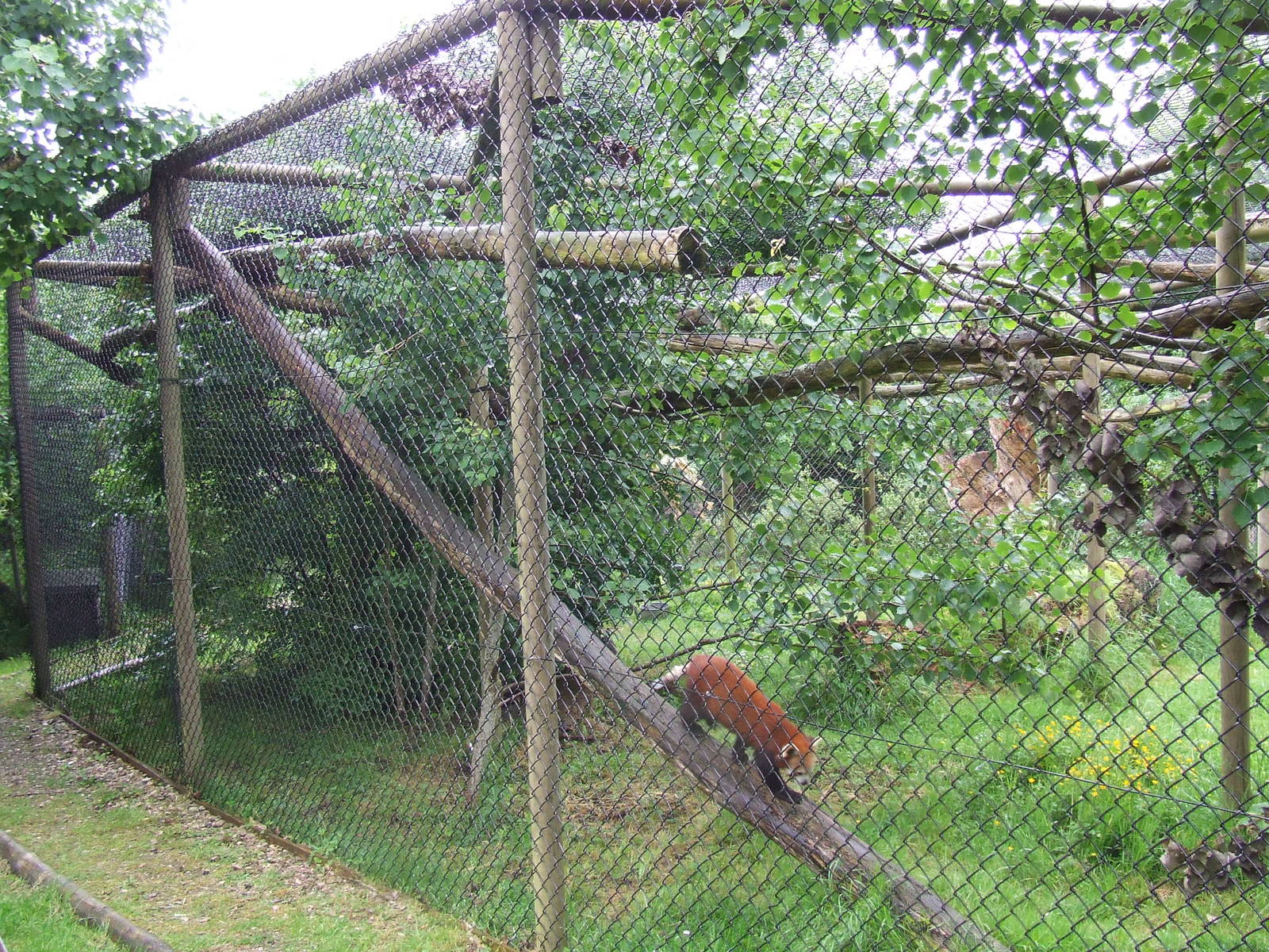 Red Panda enclosure