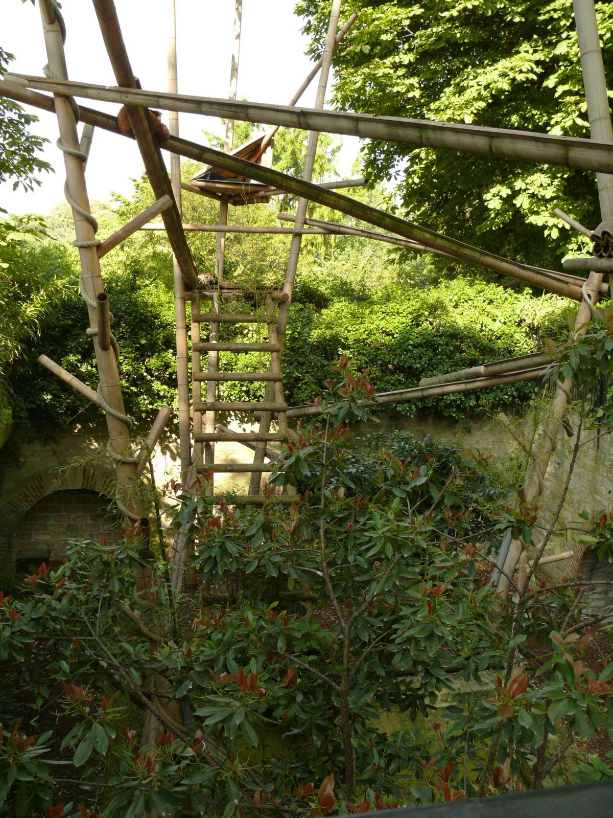 Red Panda enclosure1