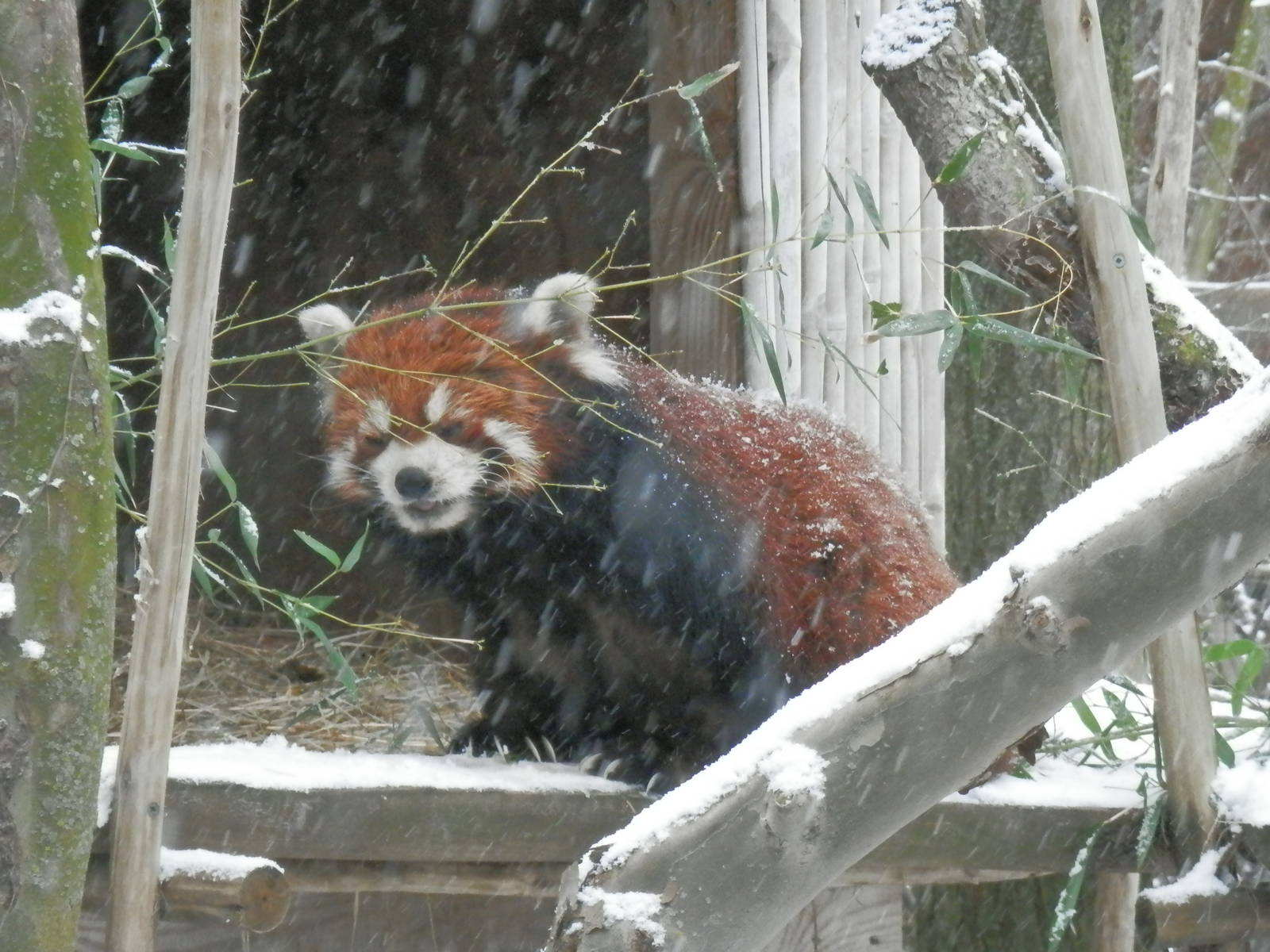 Red panda enjoying the snow