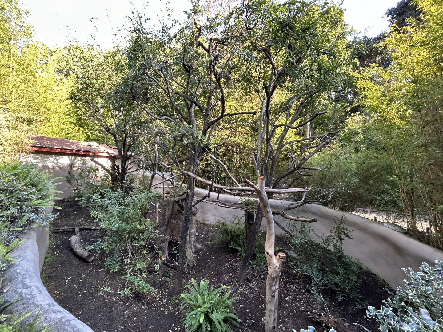 Red Panda Exhibit #1 - Asian Passage