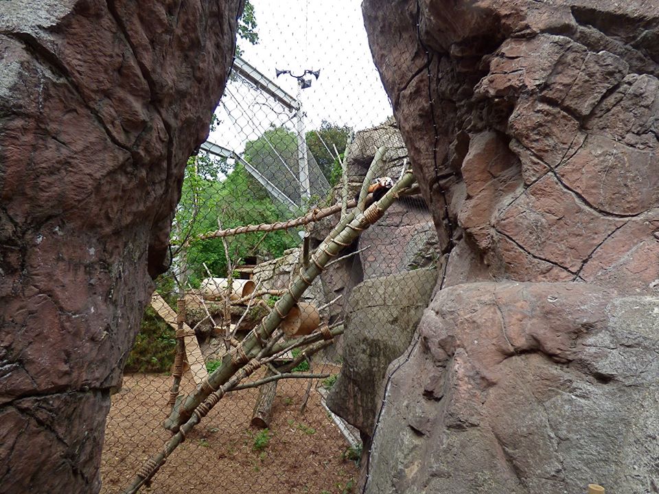 Red Panda Exhibit #1 (Left side) - May 2018