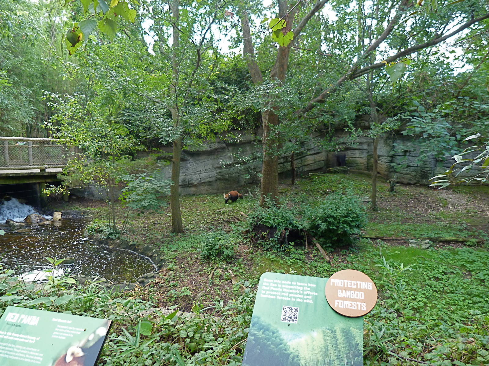 Red Panda Exhibit #1 - September 2014