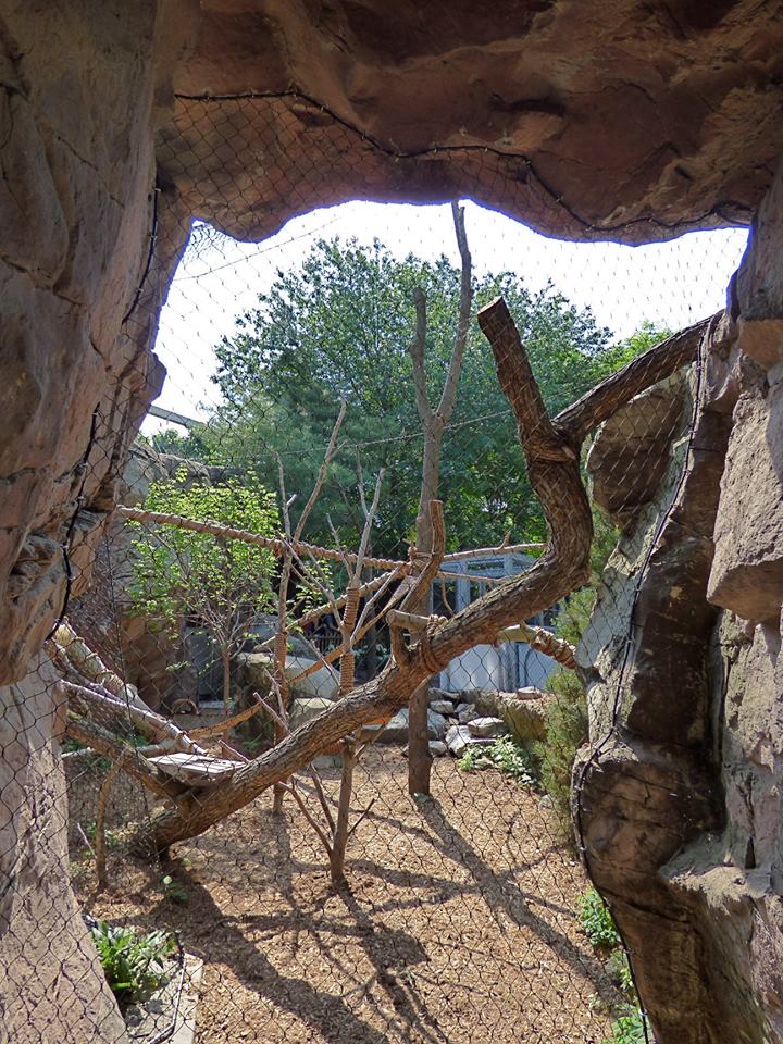 Red Panda Exhibit #1 (Water is Life) - May 2018