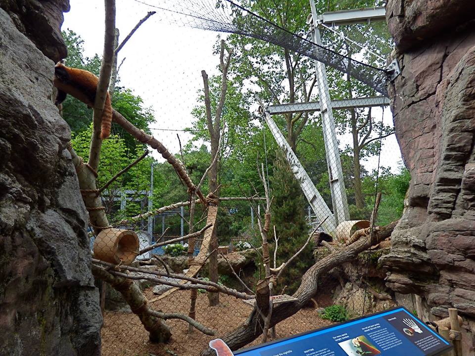 Red Panda Exhibit #1 (Water is Life) - May 2018