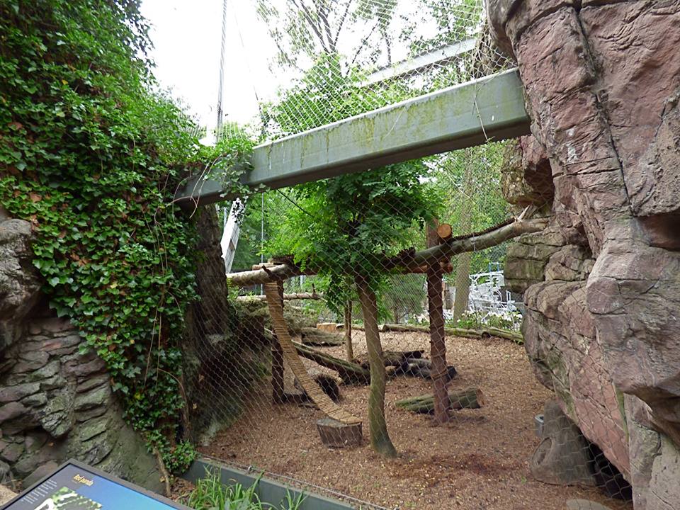 Red Panda Exhibit #1 (Water is Life) - May 2018