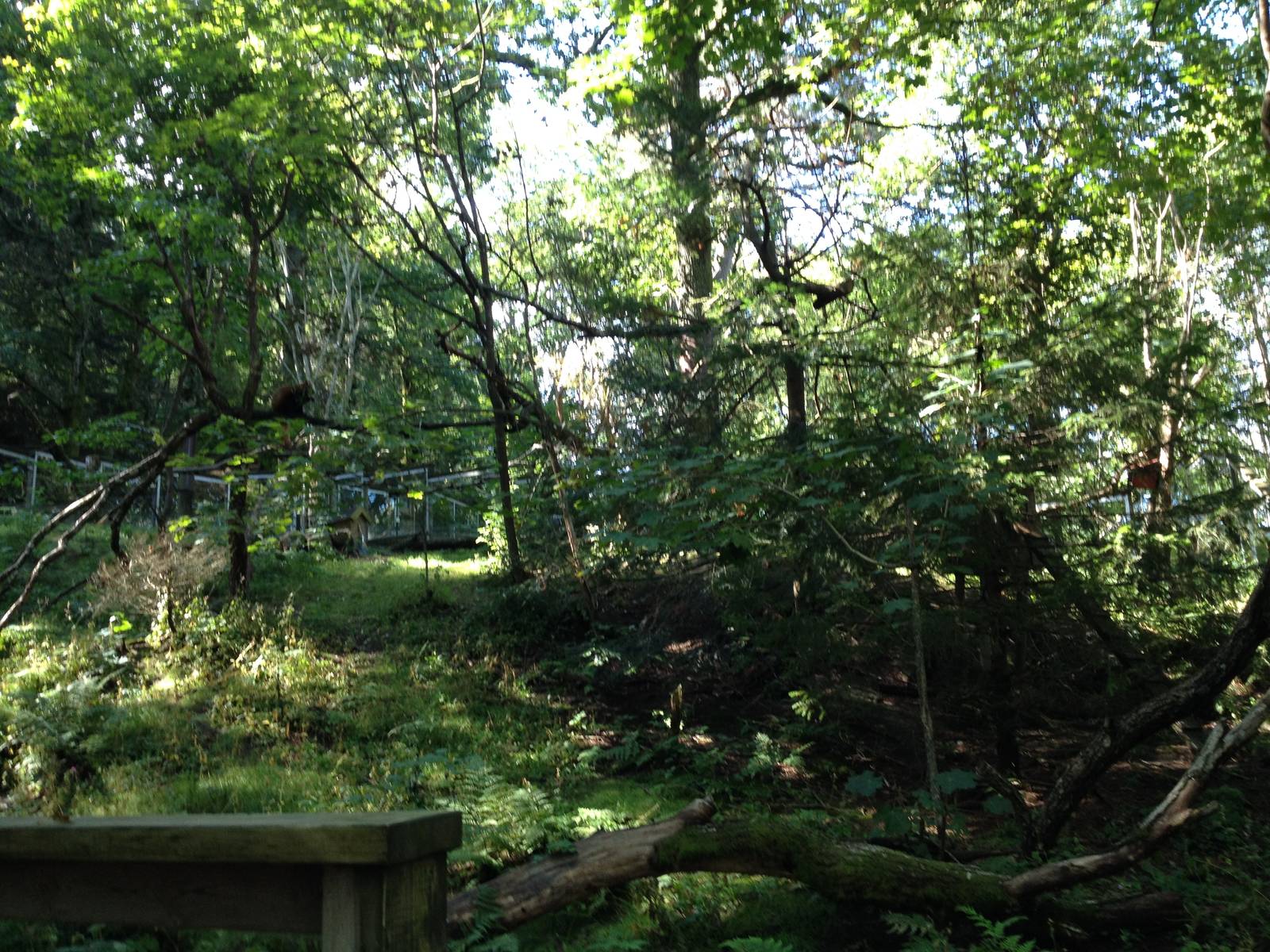 Red panda exhibit #1