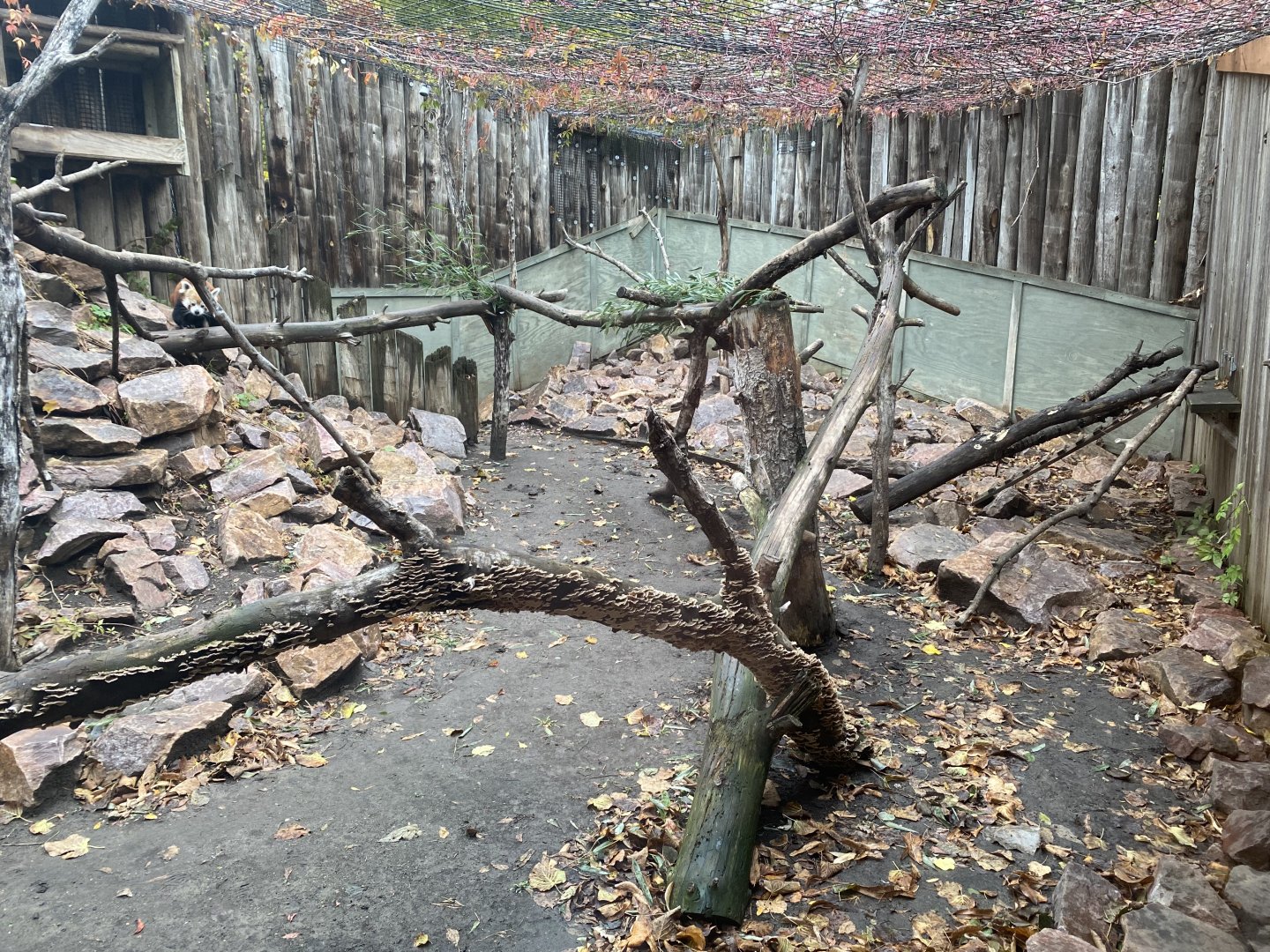 Red Panda Exhibit #1