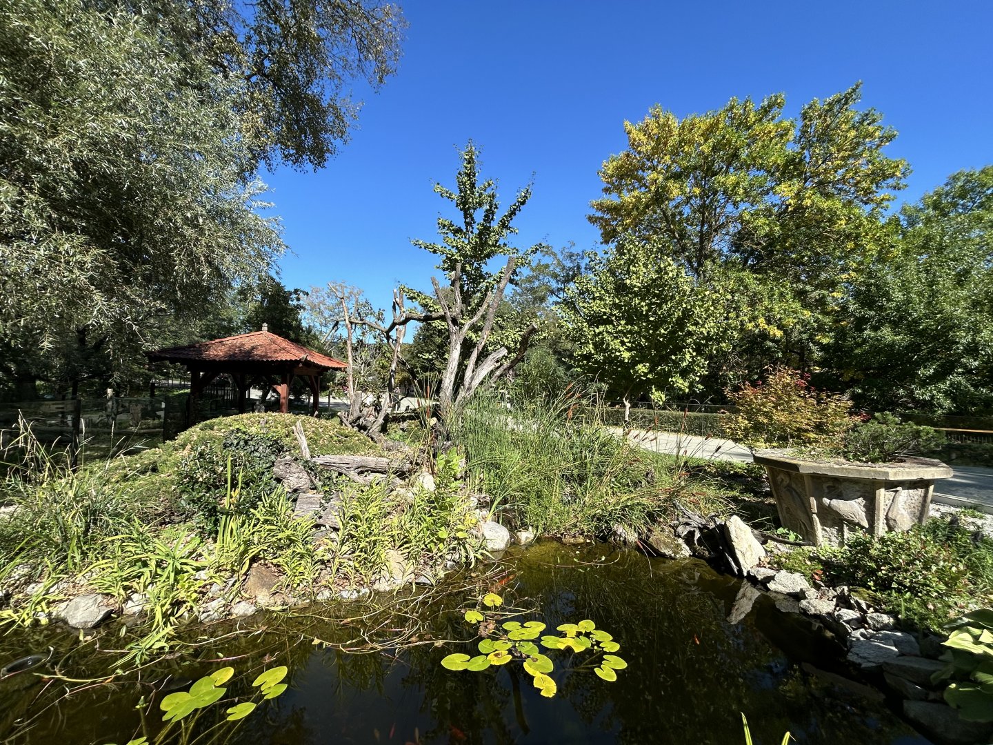 Red Panda Exhibit #1