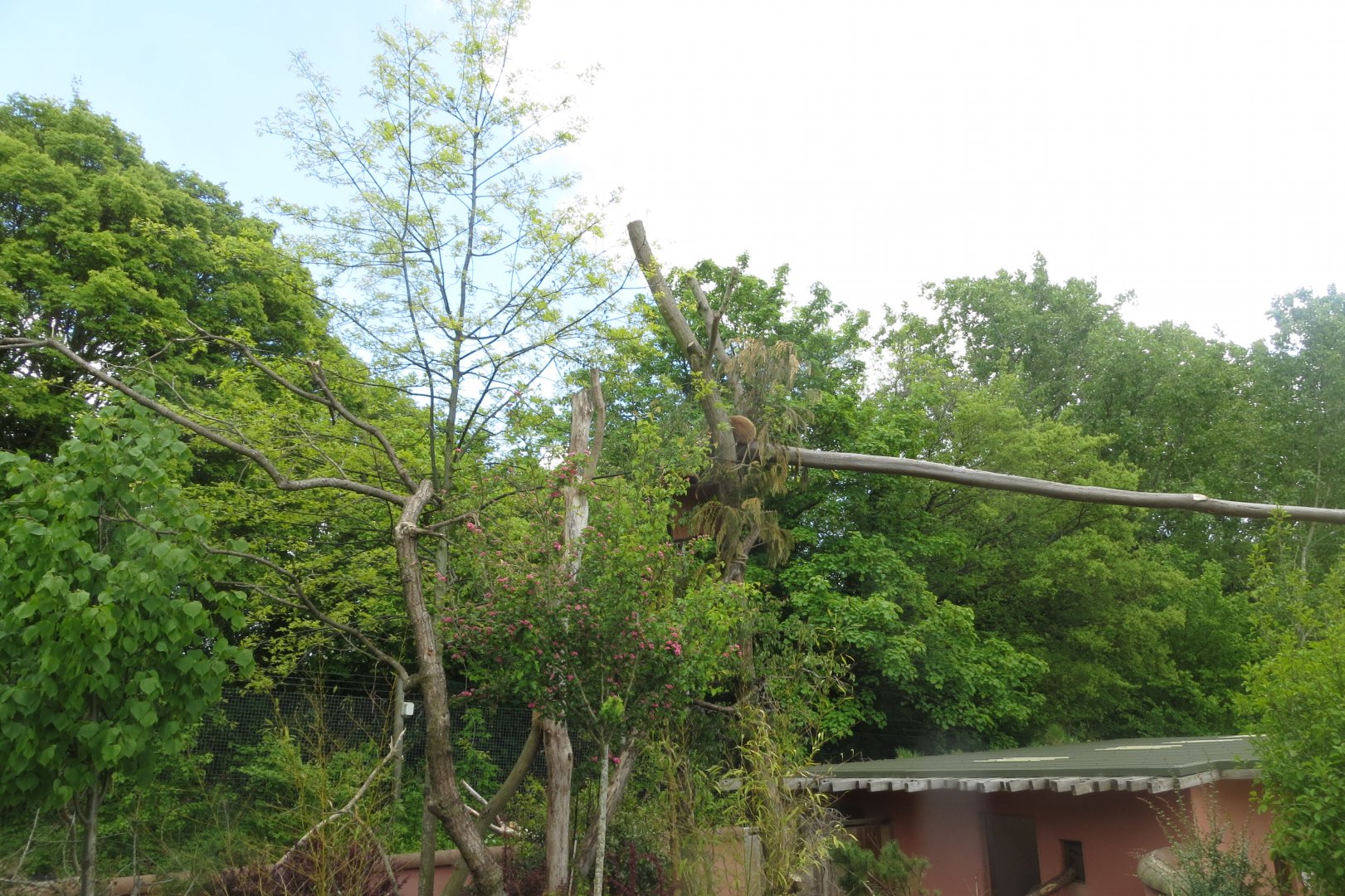 Red panda exhibit 110519