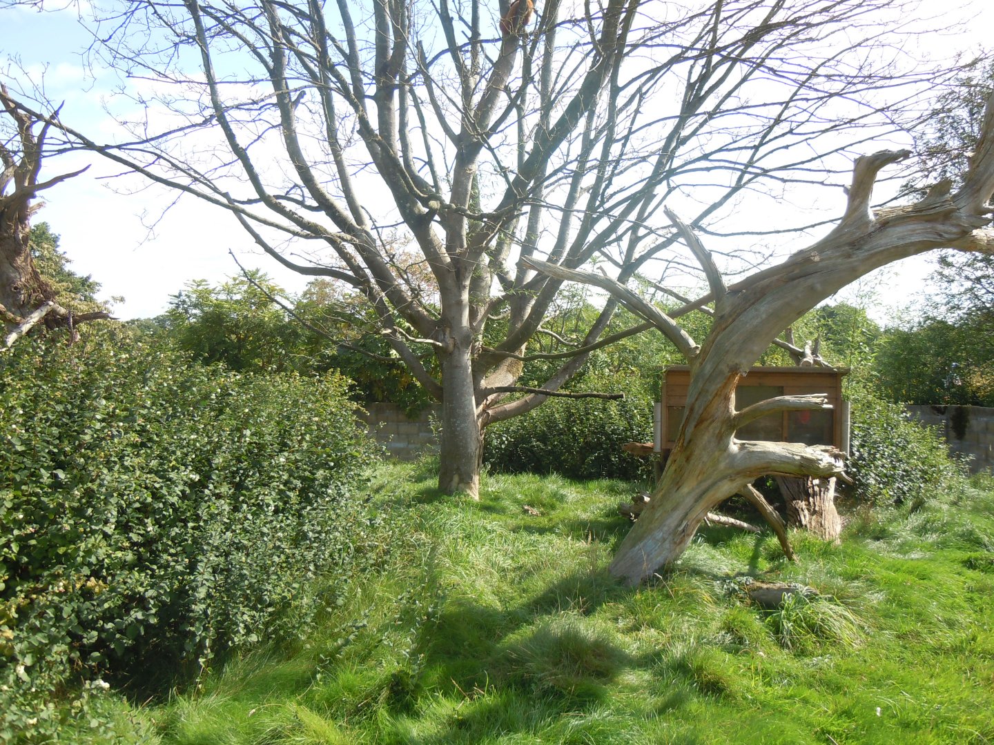 Red panda exhibit 120920