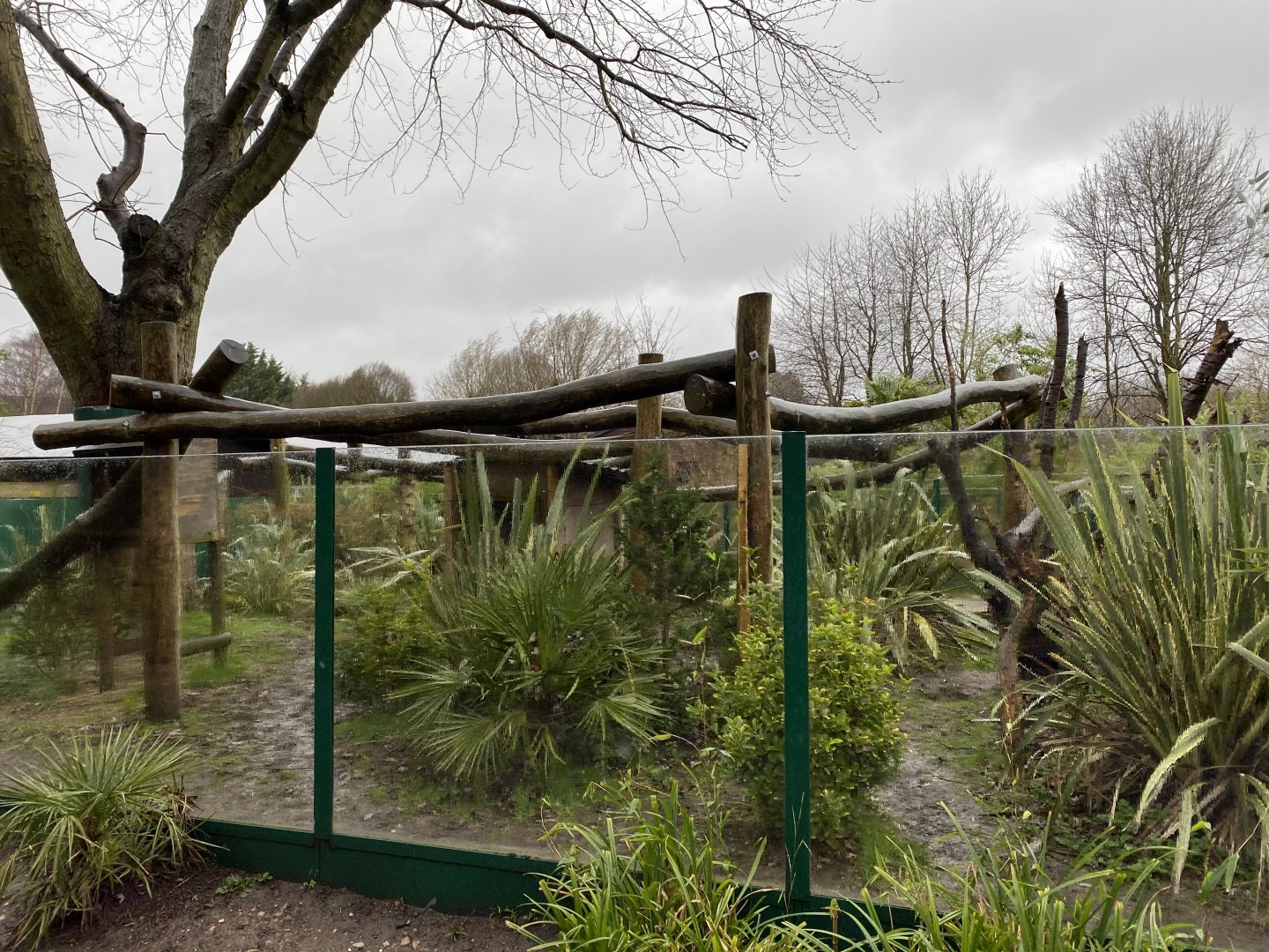 Red panda exhibit 150220