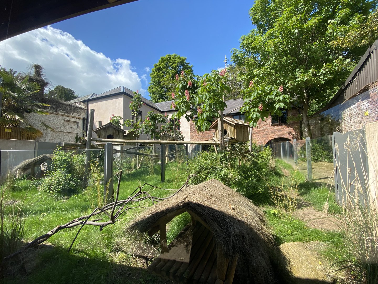 Red panda exhibit 150523