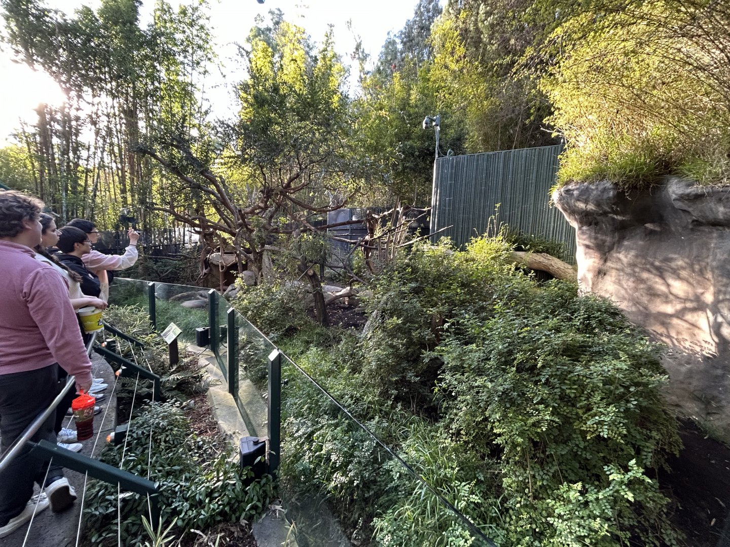 Red Panda Exhibit #2 - Asian Passage