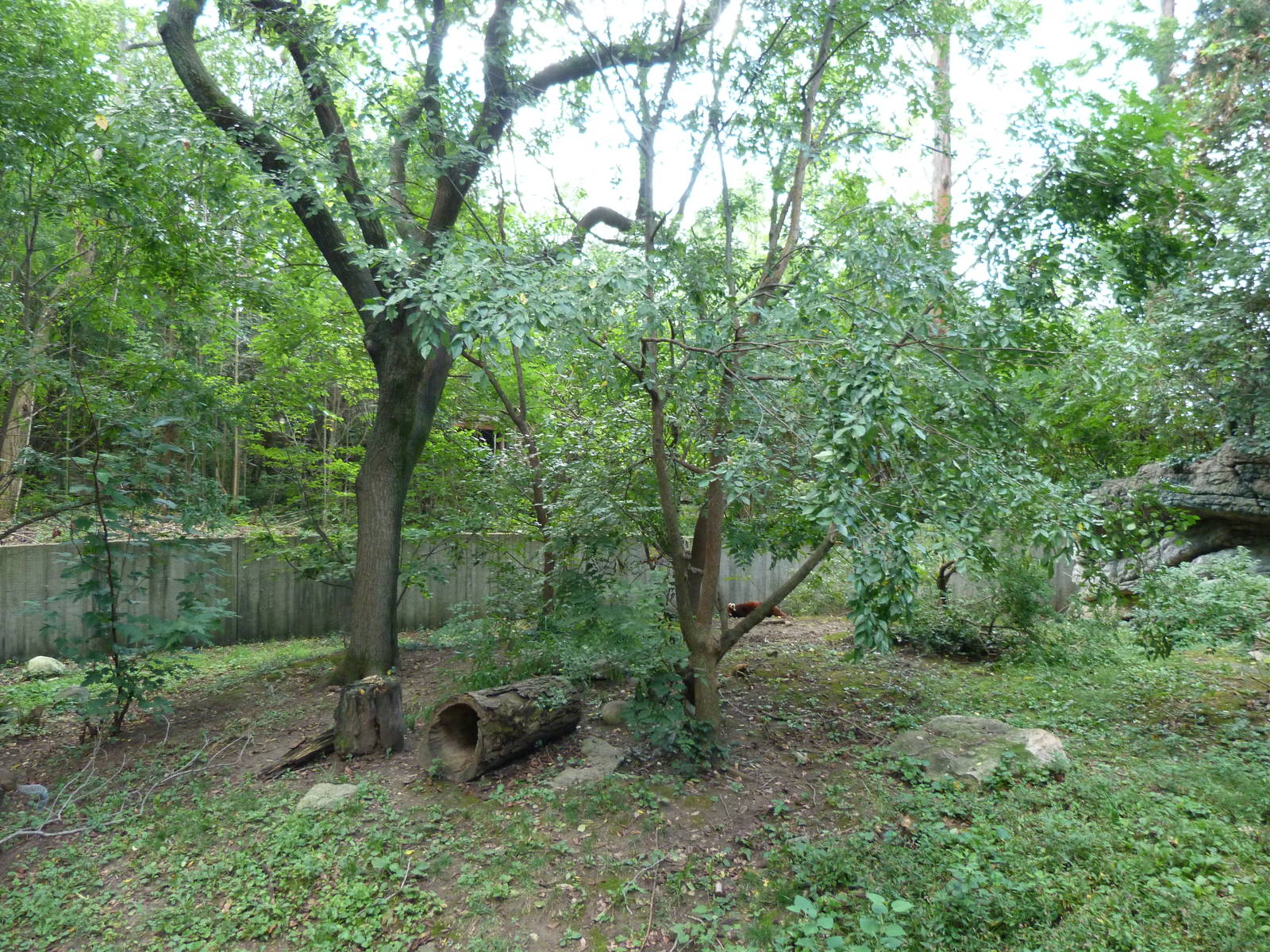 Red Panda Exhibit #2 - September 2014