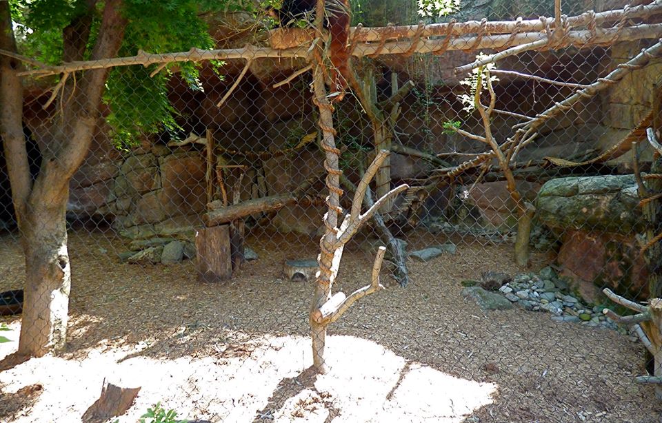 Red Panda Exhibit #2 (Water is Life) - May 2018