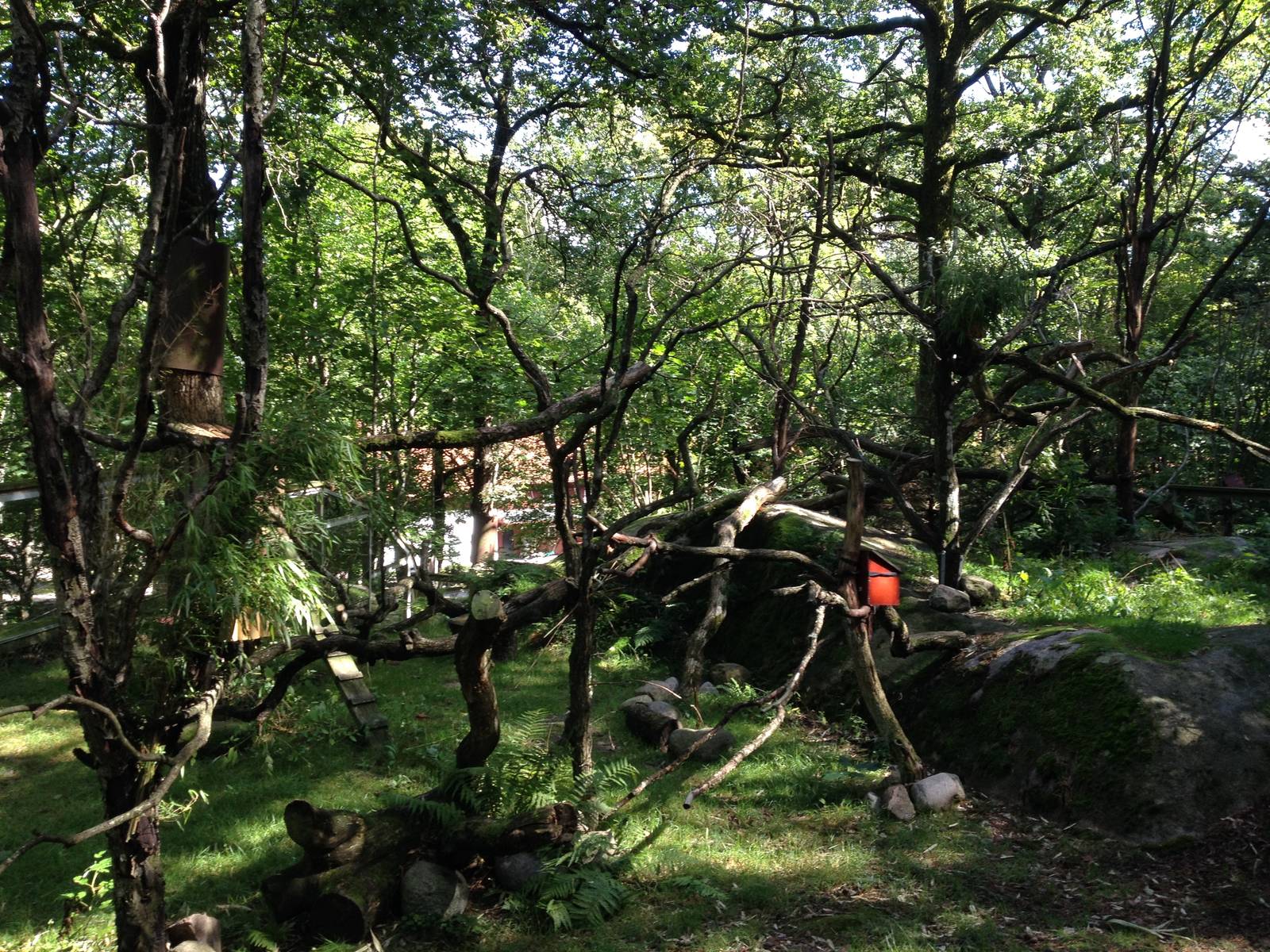 Red panda exhibit #2