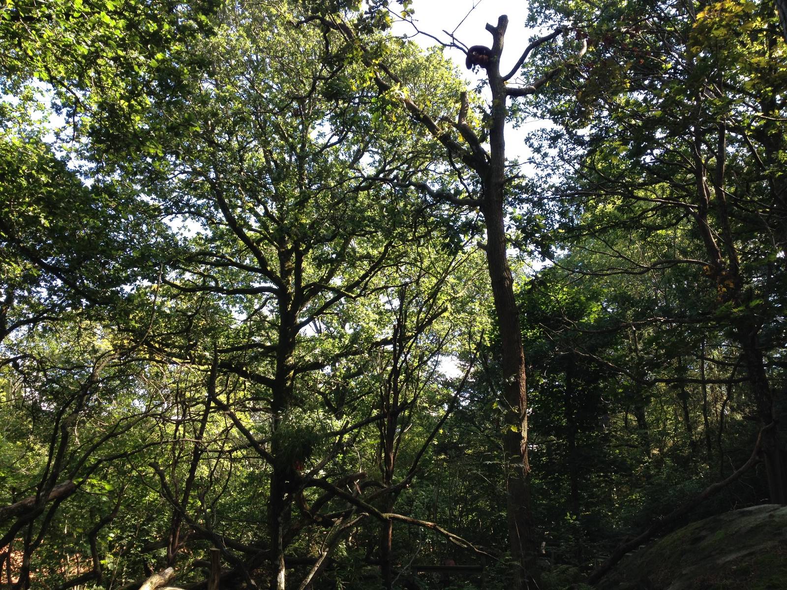 Red panda exhibit #2