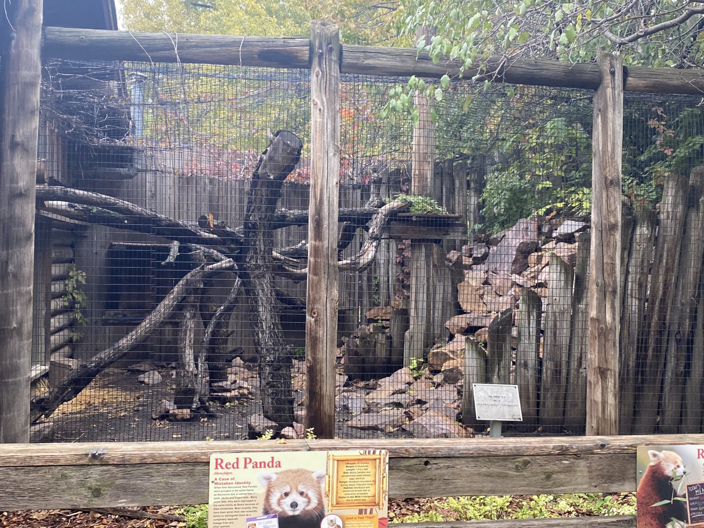 Red Panda Exhibit #2