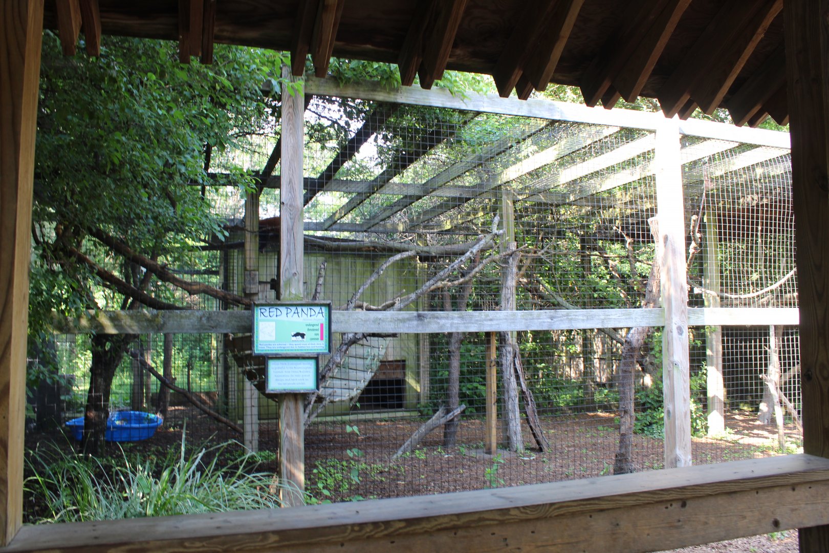 Red Panda Exhibit #2